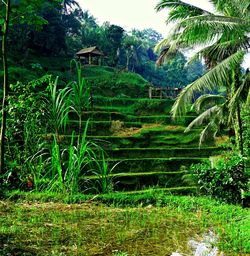 Scenic view of rice paddy against sky