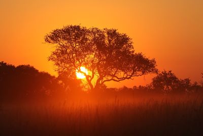 Silhouette tree against sky during sunset
