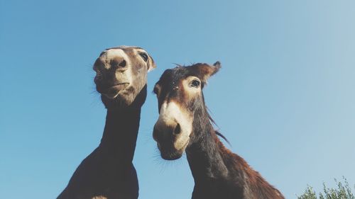 Close-up of an animal against clear blue sky