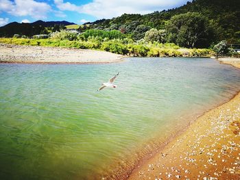 Bird flying over water against sky