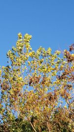 Low angle view of flowering tree against clear blue sky