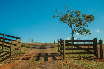 Trees on field against clear blue sky