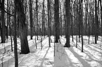 Trees on snow covered field