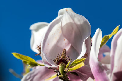 Close-up of blue flower