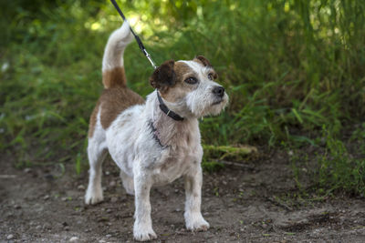 Dog looking away while standing on land