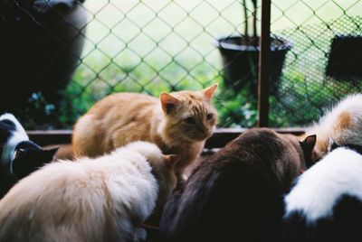 Cats relaxing in zoo