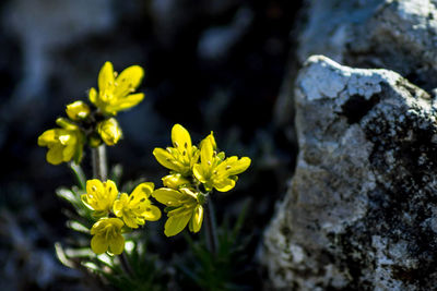 Close-up of yellow flowers blooming outdoors