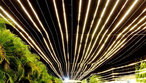 Illuminated trees at night