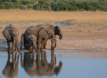 Elephants drinking water in lake