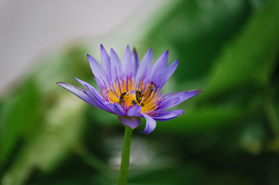 Close-up of purple flower