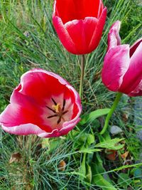 Close-up of red poppy flower