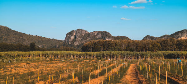 Scenic view of vineyard against sky