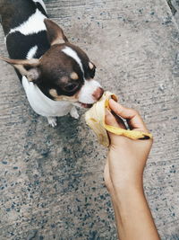 High angle view of puppy eating ice cream