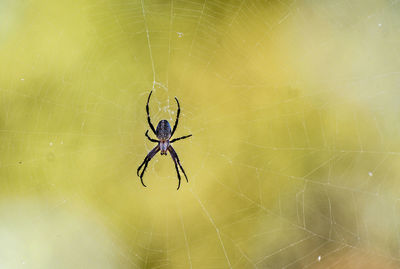 Close-up of spider on web