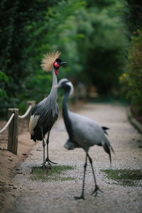 Grey crowned and demoiselle cranes walking on footpath