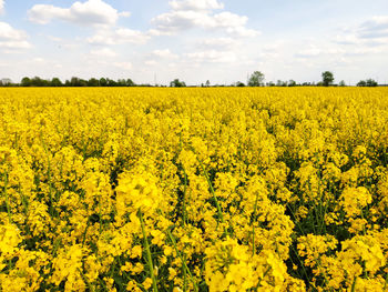 Scenic view of oilseed rape field against sky