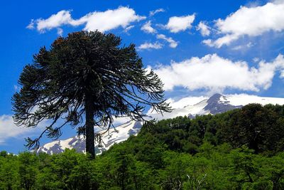 Low angle view of pine tree against sky