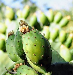 Close-up of prickly pear cactus