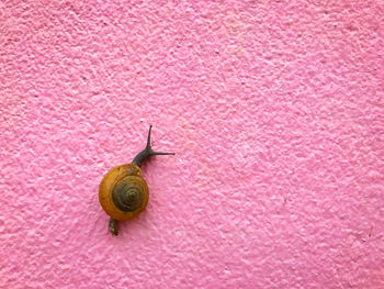 gastropod