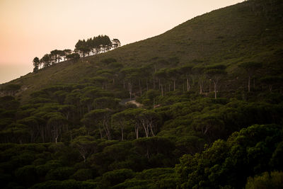 Low angle view of trees on mountain against sky