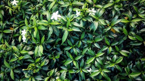 Full frame shot of fresh green plants