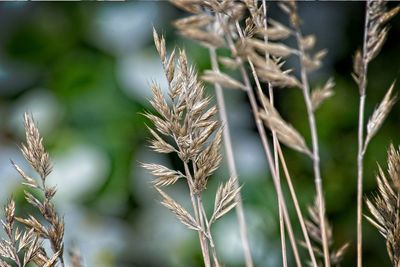 Close-up of stalks in field