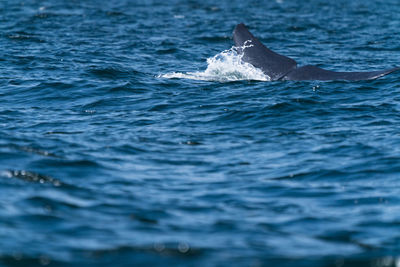 View of fish swimming in sea