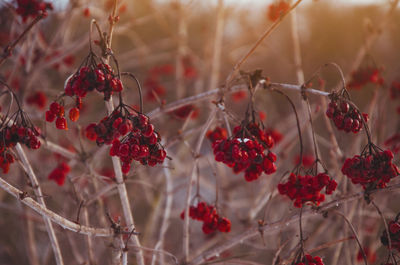 Close-up of red berries growing on plant