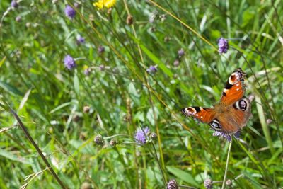 Close-up of butterfly on purple flower