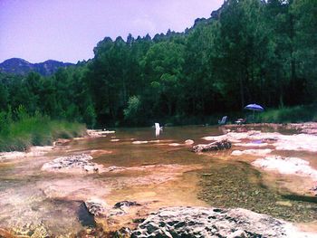 Scenic view of forest