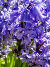 flowering plant