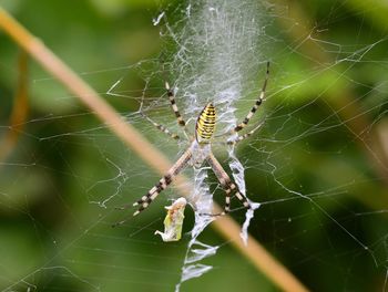 Close-up of spider on web