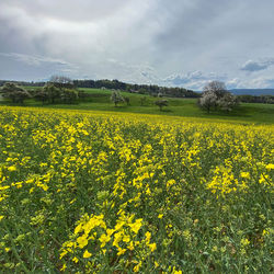 Scenic view of oilseed rape field against sky