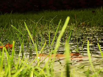 Surface level of wet grass on field during rainy season