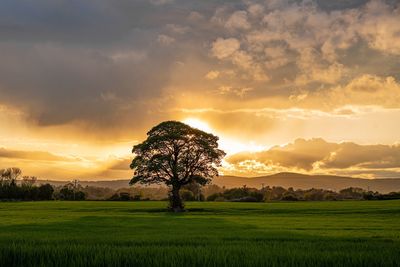 Trees on field against sky during sunset