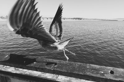 Seagull flying over water