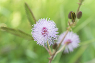 Close-up of purple flowering plant