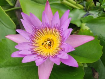 Close-up of pink lotus water lily