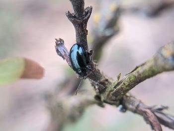 Close-up of insect on plant