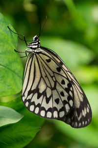 Close-up of butterfly on leaf