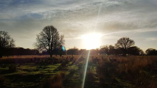 Scenic view of grassy field against sky at sunset