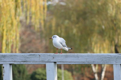 Seagull perching on a railing