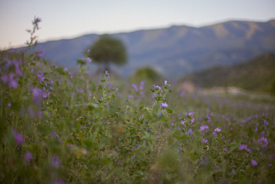 Purple flowering plants on field against sky