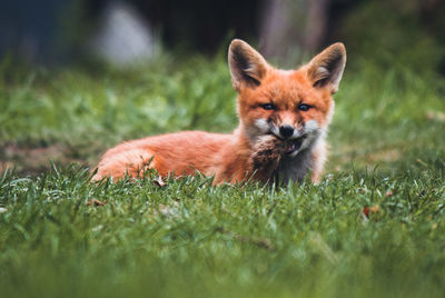 Portrait of a cat lying on grass