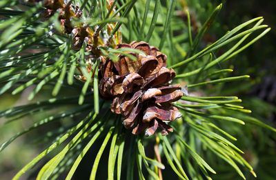 Close-up of fresh green plant