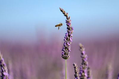 Close-up of insect on purple flowering plant