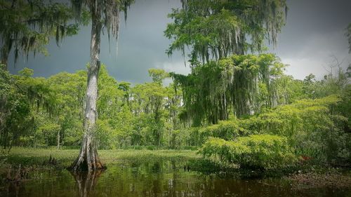 Trees growing on field against clear sky