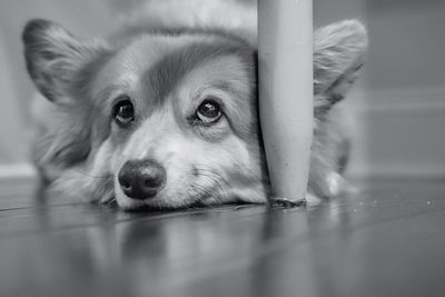 Close-up portrait of dog