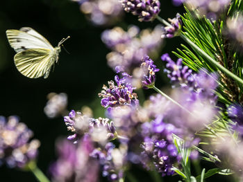 Close-up of butterfly on purple flowering plant