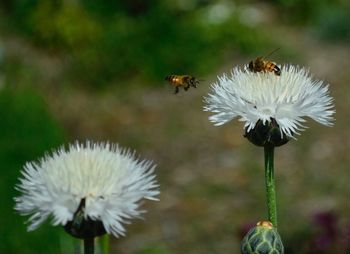 Close-up of bee on flower